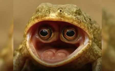 दुनिया का सबसे अजीबोगरीब मेंढक, मुंह के अंदर छिपा कर रखता है आंख