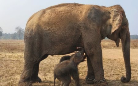 पन्ना टाइगर रिजर्व में चमत्कार: 57 वर्षीय हथिनी ने जुड़वा शावकों को दिया जन्म