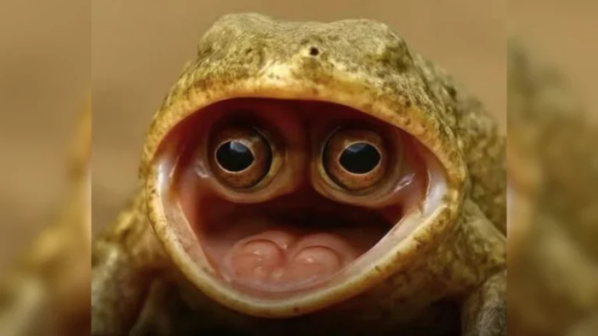 दुनिया का सबसे अजीबोगरीब मेंढक, मुंह के अंदर छिपा कर रखता है आंख