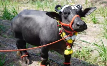 इस भैंस को देख गिनीज वर्ल्ड रिकॉर्ड भी हैरान, सुनिए..2 फीट की ‘राधा’ की कहानी