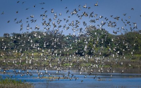 छत्तीसगढ़ का पहला रामसर साइट बना कोपरा जलाशय