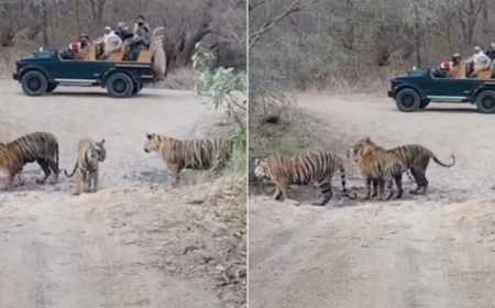 जंगलों की सैर पर मोबाइल BAN, आज से लागू हुआ नया नियम