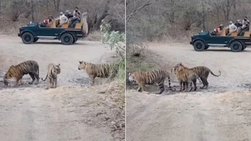 जंगलों की सैर पर मोबाइल BAN, आज से लागू हुआ नया नियम