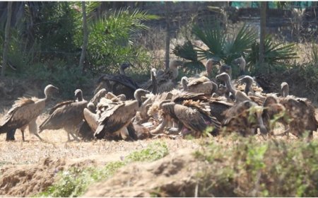गिद्ध संरक्षण में छत्तीसगढ़ की नई उड़ान-इंद्रावती टाइगर रिजर्व बना देश का मॉडल
