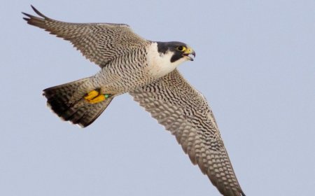 उदंती-सीतानदी में दिखा दुनिया का सबसे तेज़ उड़ने वाला पक्षी पेरेग्रीन फाल्कन