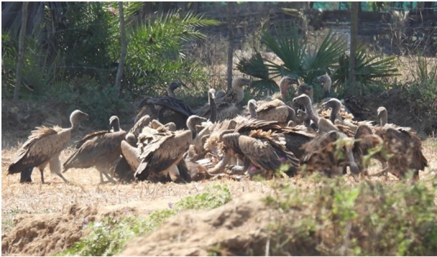 गिद्ध संरक्षण में छत्तीसगढ़ की नई उड़ान-इंद्रावती टाइगर रिजर्व बना देश का मॉडल