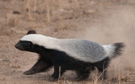 छत्तीसगढ़ की जैव विविधता में जुड़ा नया अध्याय