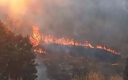 उदन्ती-सीतानदी टाइगर रिजर्व में भीषण आग, पहाड़ियों तक पहुंची लपटें