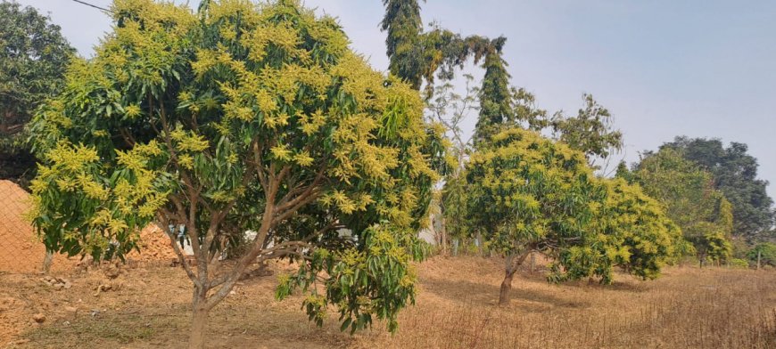 अमराइयों में बौरों की बहार, रिकॉर्ड उत्पादन की उम्मीद